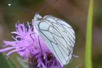 Aporia crataegi