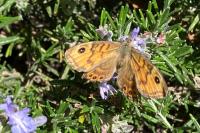 Lasiommata megera