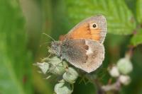Coenonympha pamphilus