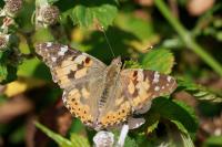 Vanessa cardui