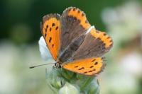 Lycaena phlaeas