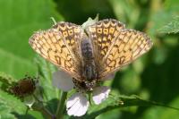 Melitaea cinxia