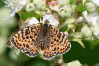 Melitaea didyma