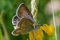 Polyommatus icarus