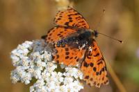 Melitaea didyma