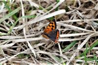 Lycaena phlaeas