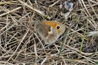Coenonympha pamphilus