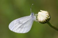 Leptidea sinapis