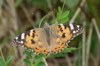 Vanessa cardui