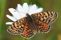 Melitaea didyma