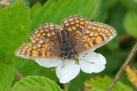 Melitaea parthenoides