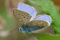 Polyommatus icarus