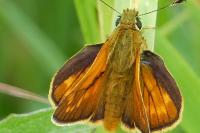 Ochlodes sylvanus