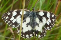 Melanargia galathea
