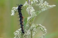 Aglais io