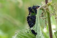 Aglais io