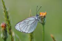 Aporia crataegi