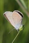 Cyaniris semiargus