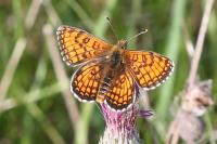 Melitaea parthenoides