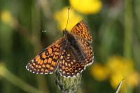Melitaea cinxia