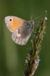Coenonympha pamphilus