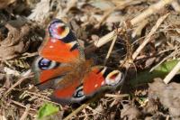 Aglais io