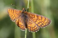 Melitaea parthenoides