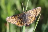 Melitaea cinxia