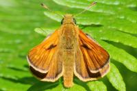 Ochlodes sylvanus