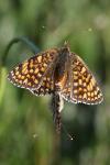 Melitaea phoebe