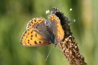 Lycaena tityrus
