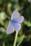 Polyommatus icarus