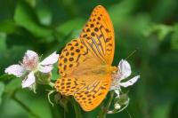 Argynnis paphia
