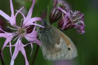 Coenonympha pamphilus