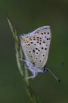 Lycaena tityrus