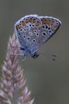 Aricia agestis