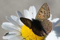Lycaena tityrus