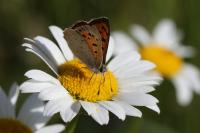 Lycaena phlaeas