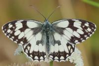 Melanargia galathea