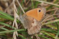 Coenonympha pamphilus