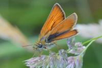Thymelicus sylvestris