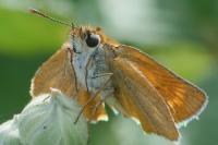 Thymelicus acteon