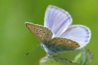 Polyommatus icarus
