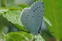 Celastrina argiolus