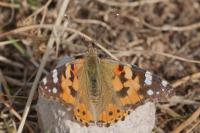 Vanessa cardui