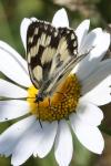Melanargia galathea