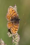 Melitaea parthenoides
