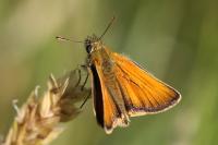 Thymelicus sylvestris