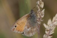 Coenonympha pamphilus