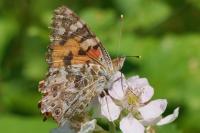 Vanessa cardui
